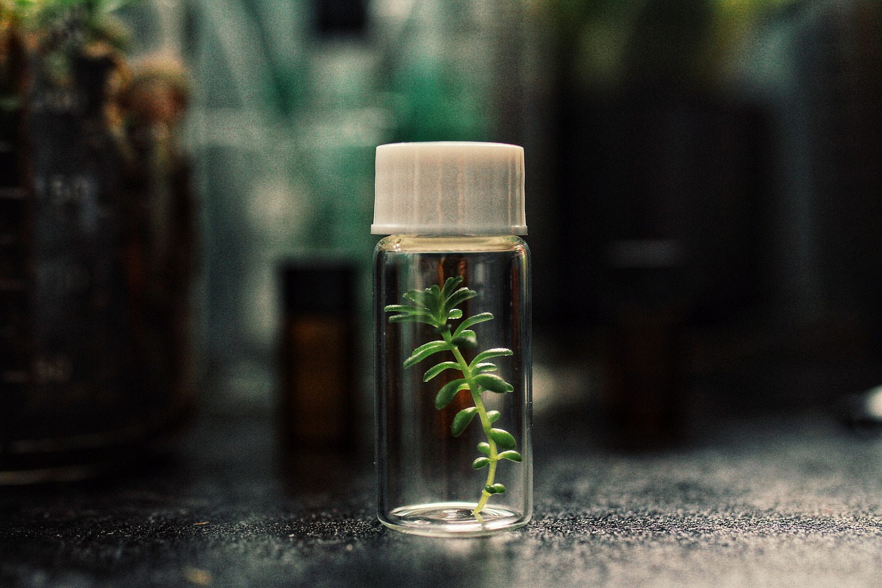 venusflytraps-5345178_1280